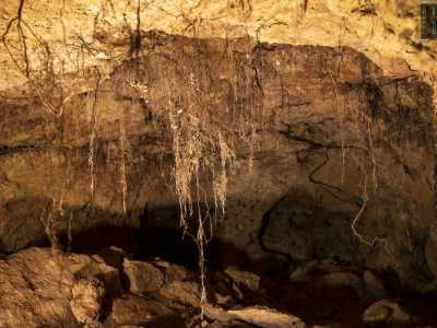 Delle crepe aperte nella muratura rossastra pendono centinaia di piccole radici che �decorano� l�ambiente a mo� di fitte tende
